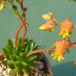 花卉养殖小课堂 多肉开花象征着什么？