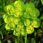 泽漆的配伍 泽漆常用配方