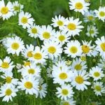 母菊有什么功效与作用 母菊的功效与作用