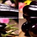 茄子的功效和作用 茄子的营养价值