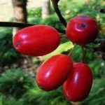 山茱萸怎么吃效果最好-山茱萸怎么吃