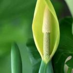 花卉养殖小课堂 滴水观音怎么养才能更旺盛？