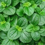 薄荷的功效和作用 薄荷的临床应用