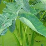 独角芋的功效与作用 独角芋的功效与作用2021