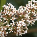 密蒙花的功效与作用及禁忌 密蒙花的禁忌