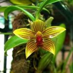 石豆兰的功效与作用 石豆兰泡酒喝对身体有好处吗