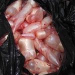 鱼鳔有什么禁忌 鱼鳔的禁忌2021