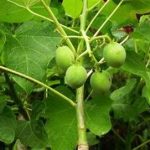 麻风树有什么作用 麻风树的功效