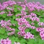 酢浆草有什么功效 酢浆草的功效与作用