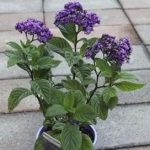 天芥菜有什么功效 天芥菜的功效与作用