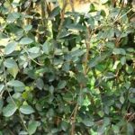 巴戟天的作用和功效 巴戟天的禁忌