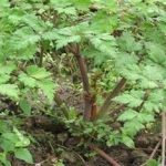 川芎有什么功效与作用 川芎的功效与作用