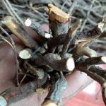 钻石风的功效与作用 钻石风功效与作用2021