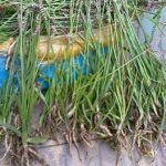 盘龙参有什么功效 盘龙参的功效与作用