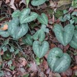 花脸细辛的功效与作用禁忌 花脸细辛的禁忌是什么