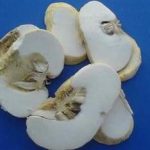 浙贝母的最佳配伍 浙贝母的配伍应用