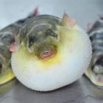 鲃鱼有何功效 鲃鱼的功效与作用