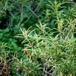 白山苔的功效和作用2021 白山苔的禁忌