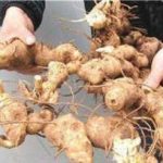 黄精有什么禁忌 黄精的功效与作用禁忌