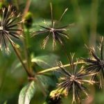 鬼针草有什么作用和功效 鬼针草的功效与作用