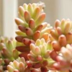 花卉养殖小课堂 多肉植物施什么肥容易爆盆？