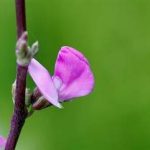 扁豆花的功效和作用 扁豆花的功效和作用及禁忌