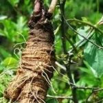 山海螺的别名叫什么-山海螺的功效与作用