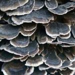 云芝有什么功效 云芝的功效与作用2021