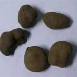 雷丸的用法与用量-雷丸的用法