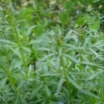 八仙草的功效和作用 八仙草的功效和作用及禁忌