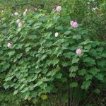 木芙蓉叶的功效和作用2021 木芙蓉叶的禁忌