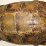 龟甲的用量是多少克 龟甲的用法与用量