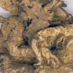 白升麻的功效与作用 白升麻的功效与作用是哪些