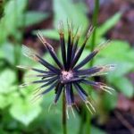 鬼针草的副作用和禁忌 鬼针草的禁忌