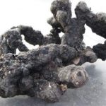 猪苓的副作用 2021猪苓的禁忌大全