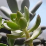 花卉养殖小课堂 多肉太高了能剪下来种吗？