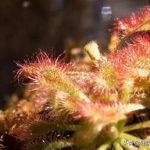 鹤草芽的功效与作用及禁忌-鹤草芽的禁忌2021