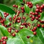 鼠李有什么功效 鼠李的功效与作用