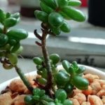 多肉换盆后长气根是怎么回事？　多肉长气根的原因及解决办法介绍