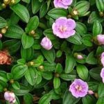 地菍有什么功效 地菍的功效与作用