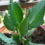 落地生根黄叶子怎么办？该如何挽救？