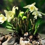 吃石斛的禁忌 石斛的禁忌人群用