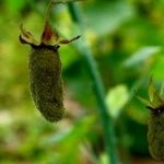 盾叶莓的功效与作用 盾叶莓的药用价值