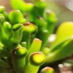 吸财树叶子变软变皱怎么办？吸财树叶子变干变皱的解决方法介绍