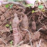 何首乌泡水喝有什么效果 何首乌泡水喝的功效和作用