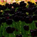 夜皇后花怎么样养殖？ 夜皇后花卉的养殖方法介绍