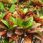 变叶木怎么过冬？做好这几点就能安全过冬