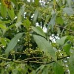 山胡椒叶有什么功效 山胡椒叶的功效与作用