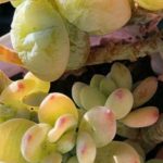 花卉养殖小课堂 多肉被冻了能否缓过来？