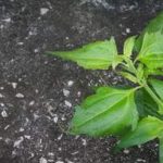 绞股蓝有什么作用和功效 绞股蓝的功效与作用
